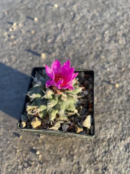 Turbinicarpus nicolae